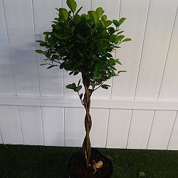 Ficus benjamina 'Danielle' Ficus benjamina 'Danielle'