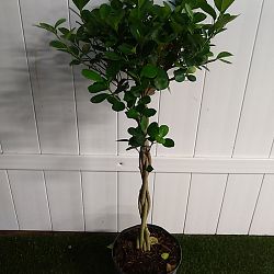 Ficus benjamina 'Danielle' Ficus benjamina 'Danielle'