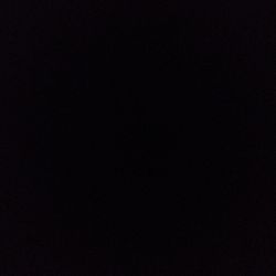 Ficus benjamina 'Danielle' Ficus benjamina 'Danielle'