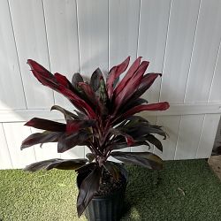 Cordyline fruticosa 'Florida' Cordyline fruticosa 'Florida'