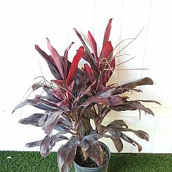 Cordyline fruticosa 'Florida' Cordyline fruticosa 'Florida'