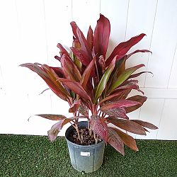 Cordyline fruticosa 'Florida' Cordyline fruticosa 'Florida'