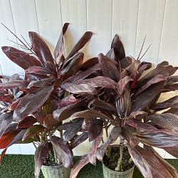 Cordyline fruticosa 'Florida' Cordyline fruticosa 'Florida'