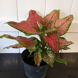 Aglaonema 'Favonian' Aglaonema 'Favonian'