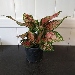 Aglaonema 'Favonian' Aglaonema 'Favonian'