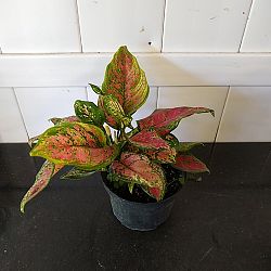 Aglaonema 'Favonian' Aglaonema 'Favonian'