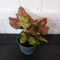 Aglaonema 'Favonian' Aglaonema 'Favonian'