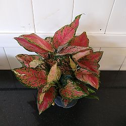 Aglaonema 'Favonian' Aglaonema 'Favonian'