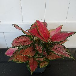 Aglaonema 'Favonian' Aglaonema 'Favonian'