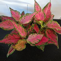 Aglaonema 'Favonian' Aglaonema 'Favonian'