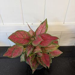Aglaonema 'Favonian' Aglaonema 'Favonian'