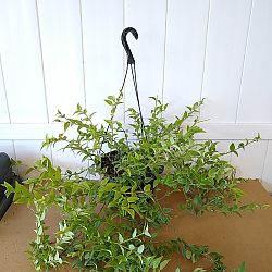Hoya Bella, Minature Wax Vine Plant Hoya Bella, Minature Wax Vine Plant