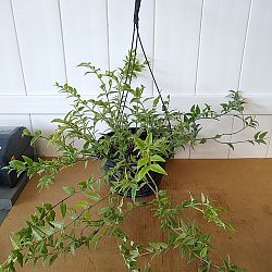 Hoya Bella, Minature Wax Vine Plant Hoya Bella, Minature Wax Vine Plant