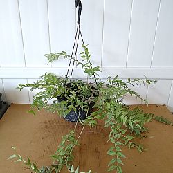 Hoya Bella, Minature Wax Vine Plant Hoya Bella, Minature Wax Vine Plant