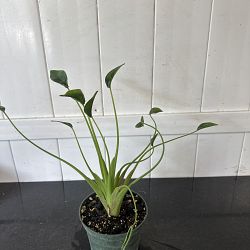 Alocasia 'Tiny Dancers' Alocasia 'Tiny Dancers'