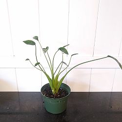Alocasia 'Tiny Dancers' Alocasia 'Tiny Dancers'