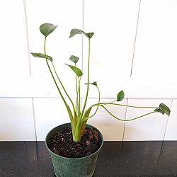 Alocasia 'Tiny Dancers' Alocasia 'Tiny Dancers'
