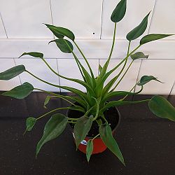 Alocasia 'Tiny Dancers' Alocasia 'Tiny Dancers'