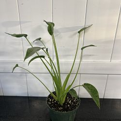 Alocasia 'Tiny Dancers' Alocasia 'Tiny Dancers'