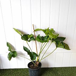 Anthurium brownii Anthurium brownii