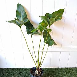 Anthurium brownii Anthurium brownii