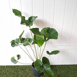 Anthurium brownii Anthurium brownii
