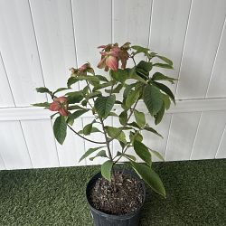 Dona Luz Mussaenda - Salmon / Pink Dona Luz Mussaenda - Salmon / Pink