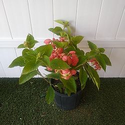 Dona Luz Mussaenda - Salmon / Pink Dona Luz Mussaenda - Salmon / Pink