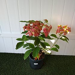 Dona Luz Mussaenda - Salmon / Pink Dona Luz Mussaenda - Salmon / Pink