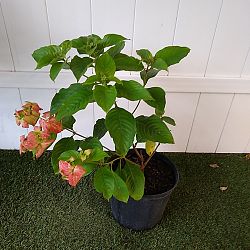 Dona Luz Mussaenda - Salmon / Pink Dona Luz Mussaenda - Salmon / Pink