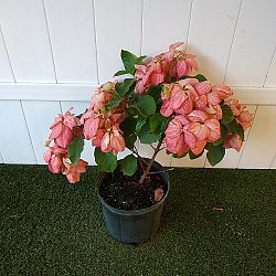 Dona Luz Mussaenda - Salmon / Pink Dona Luz Mussaenda - Salmon / Pink