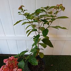 Dona Luz Mussaenda - Salmon / Pink Dona Luz Mussaenda - Salmon / Pink