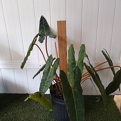 Philodendron billietiae Philodendron billietiae