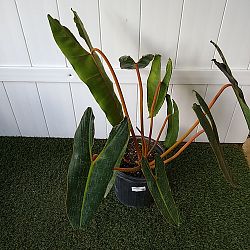 Philodendron billietiae Philodendron billietiae