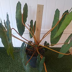 Philodendron billietiae Philodendron billietiae