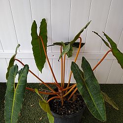 Philodendron billietiae Philodendron billietiae