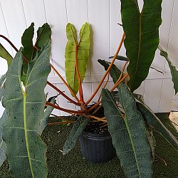 Philodendron billietiae Philodendron billietiae