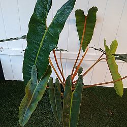 Philodendron billietiae Philodendron billietiae