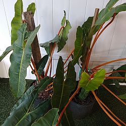 Philodendron billietiae Philodendron billietiae