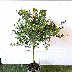 Buttons Gardenia Buttons Gardenia