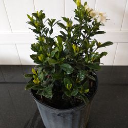 Buttons Gardenia Buttons Gardenia