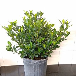 Buttons Gardenia Buttons Gardenia