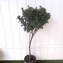 Buttons Gardenia Buttons Gardenia