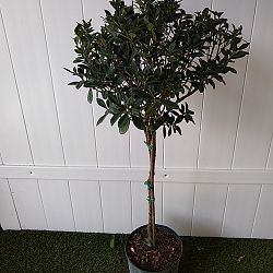 Buttons Gardenia Buttons Gardenia