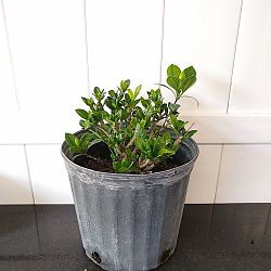 Buttons Gardenia Buttons Gardenia