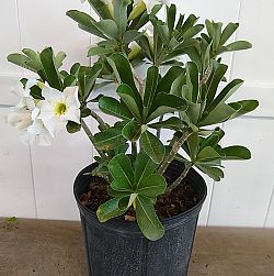 Adenium obesum 'White', Desert Rose Adenium obesum 'White', Desert Rose