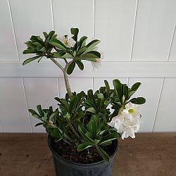 Adenium obesum 'White', Desert Rose Adenium obesum 'White', Desert Rose