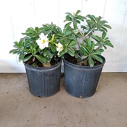 Adenium obesum 'White', Desert Rose Adenium obesum 'White', Desert Rose