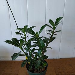 Adenium obesum 'White', Desert Rose Adenium obesum 'White', Desert Rose