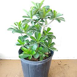 Adenium obesum 'White', Desert Rose Adenium obesum 'White', Desert Rose